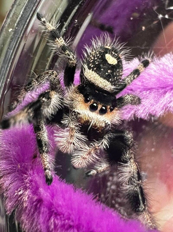 Salem: F-14 newly mature female