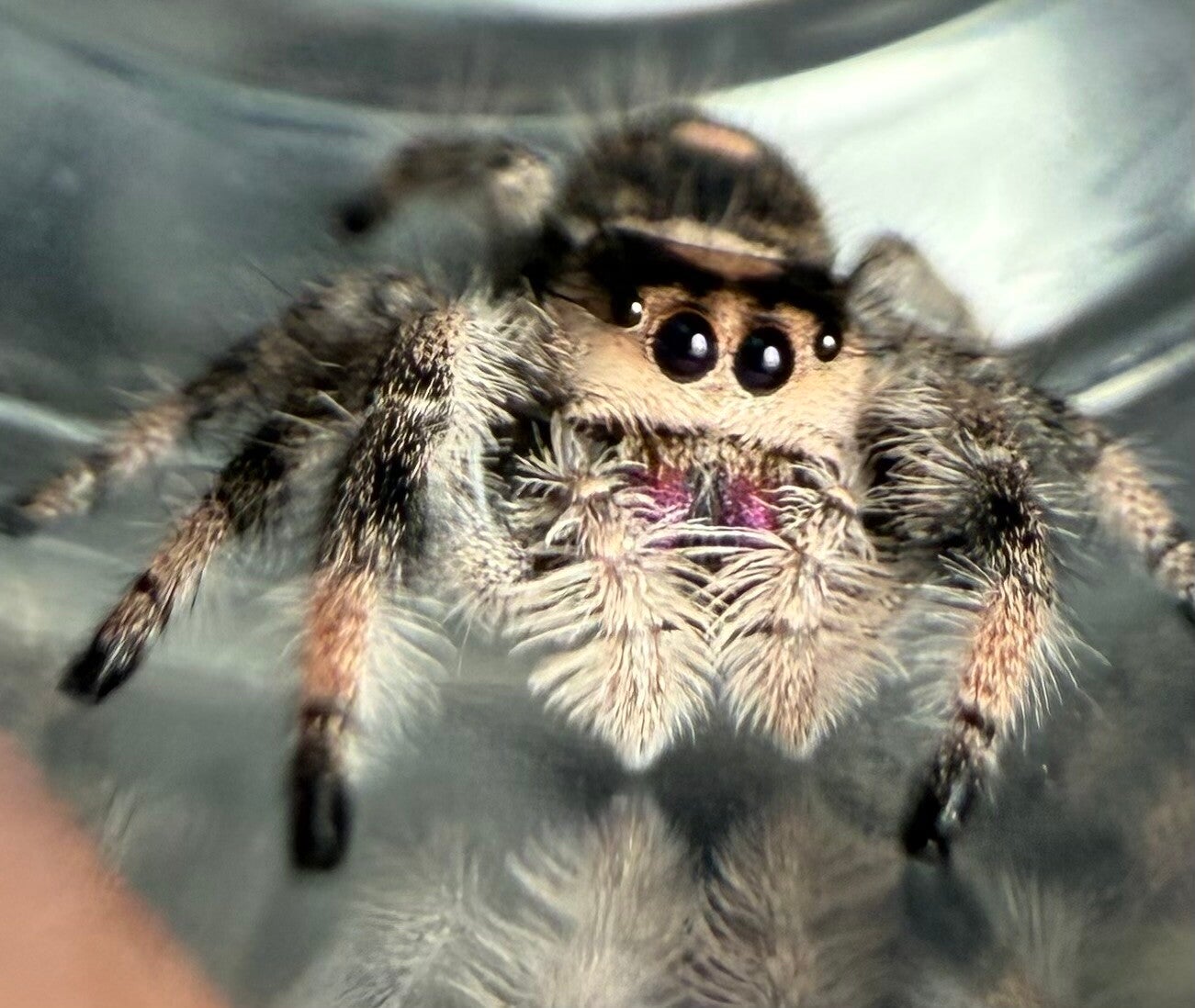 34N: i8 dark female