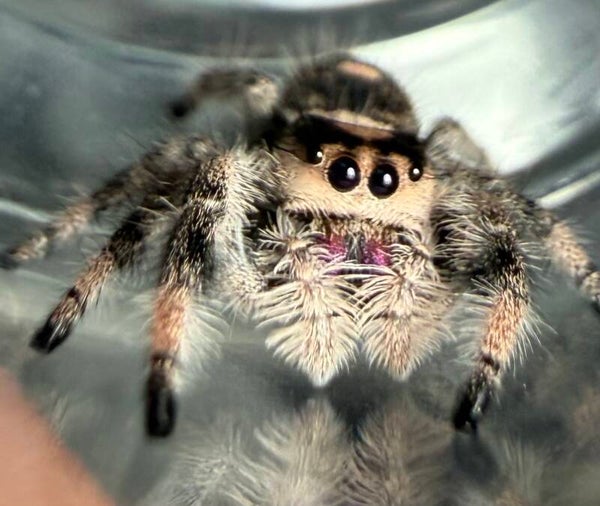 34N: i8 dark female