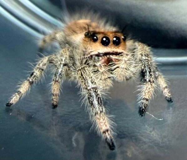 9O: i6/i7 apalachicola female