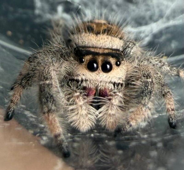 35T: subadult female from dark mom