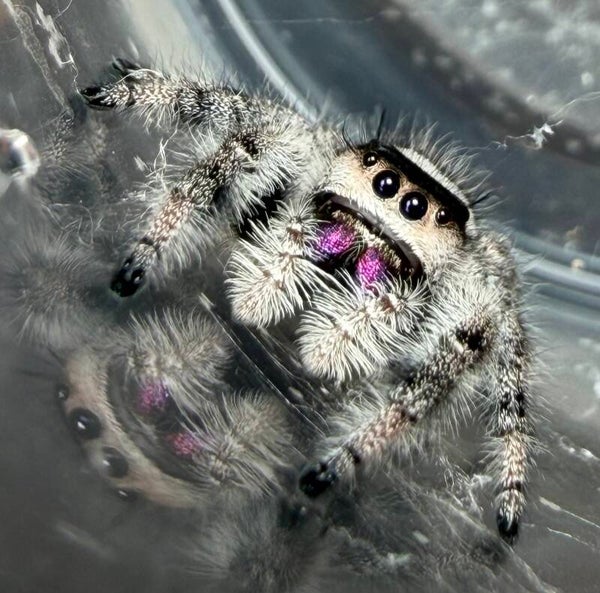 9S: subadult Oreo female