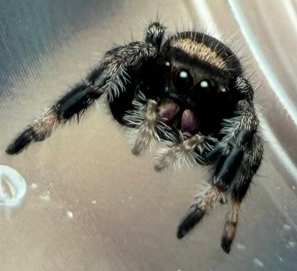 10C: i6 Halloween female