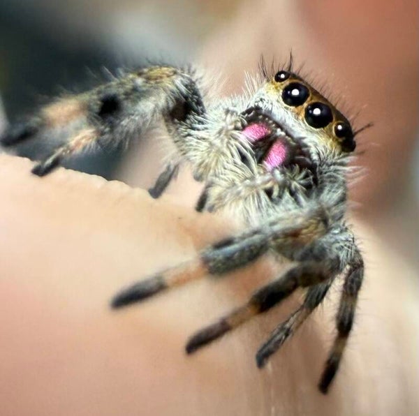 10E: i6/i7 apalachicola female