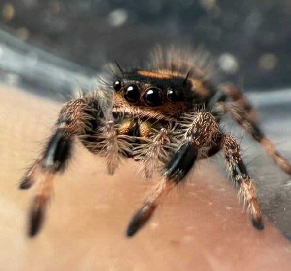 10F: i6/i7 orange female