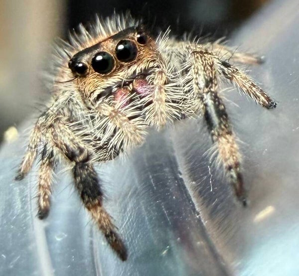 10G: i7 brown female