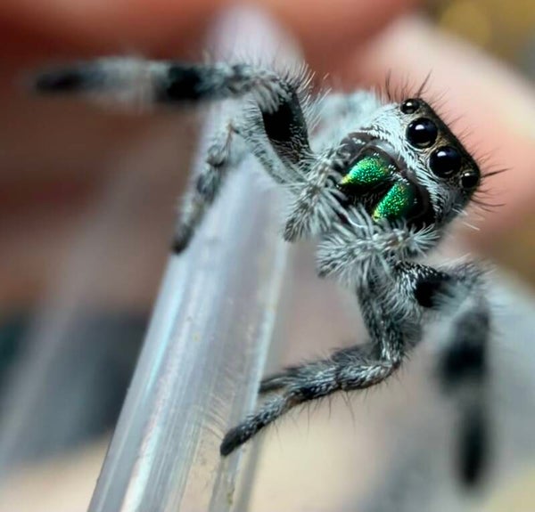 10N: i7 white recessive male