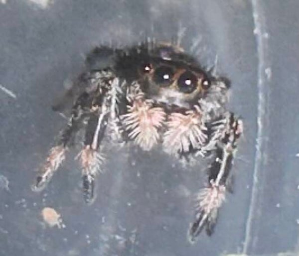 i6/i7 regal jumping spider from light line mama