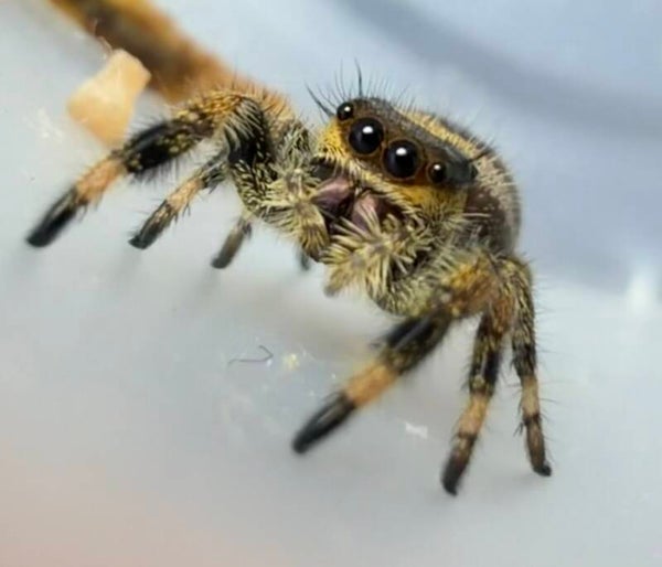 10S: i7 dark/yellow female apalachicola