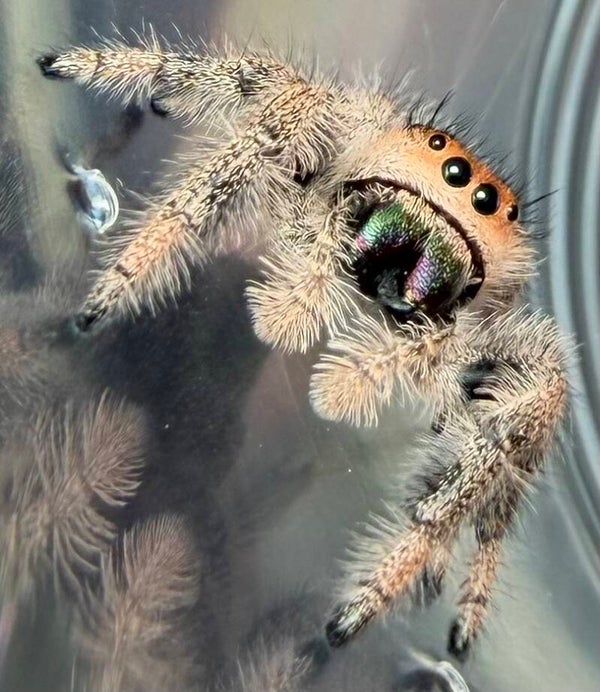 11A: subadult peachy orange female