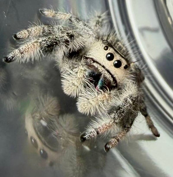 11C: light/white subadult female