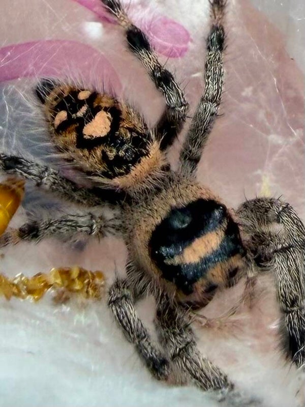 34C: i8 orangey dark female