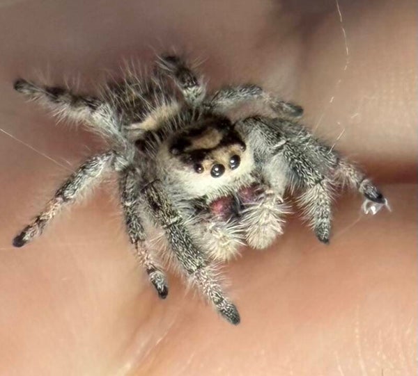 11D: subadult peachy female