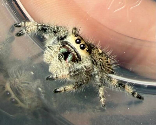 11F: subadult female