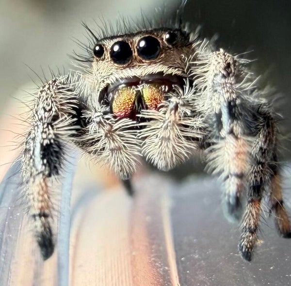 12A: i7/i8 apalachicola female