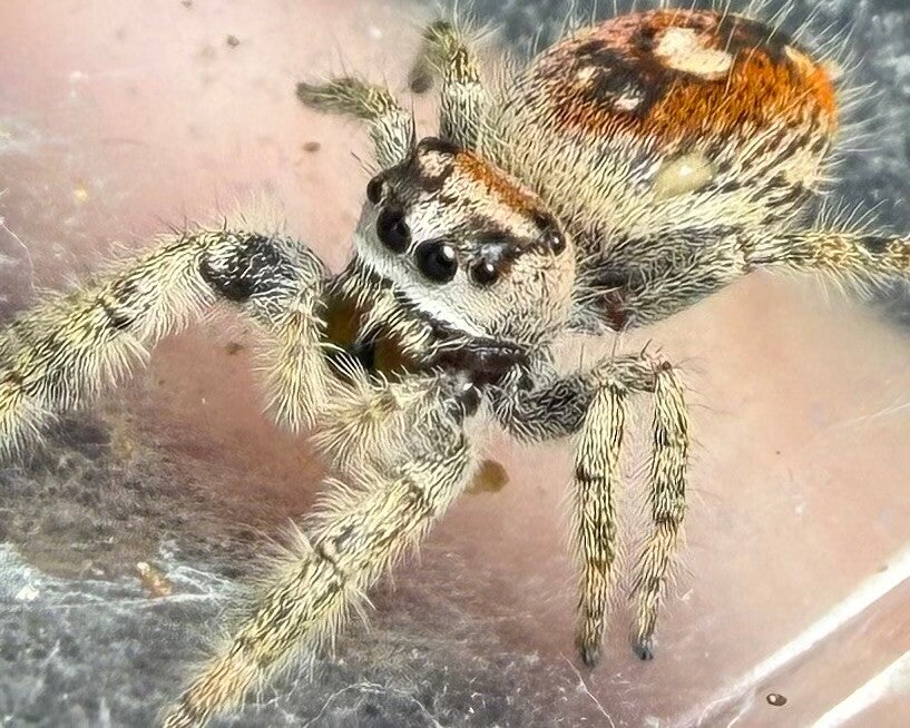 37S: subadult suspected female Otiosus variant