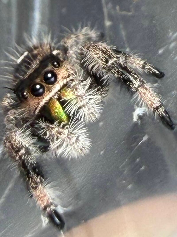 12H: i7/i8 white recessive male