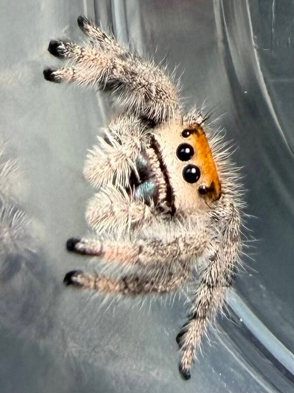 12L: i8 Orange female