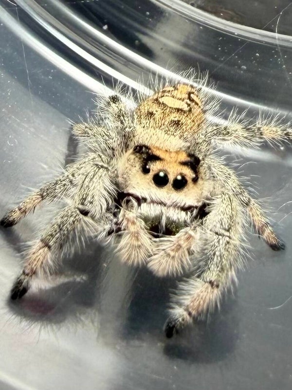 12O: subadult light female