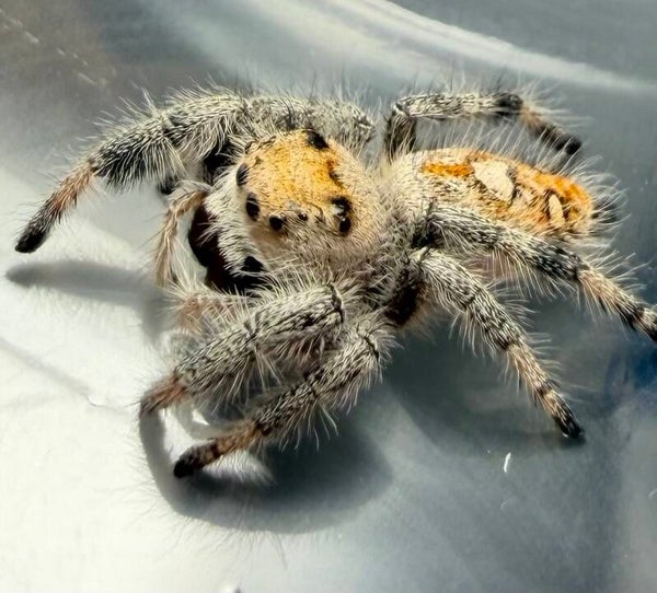12P: subadult light orange female