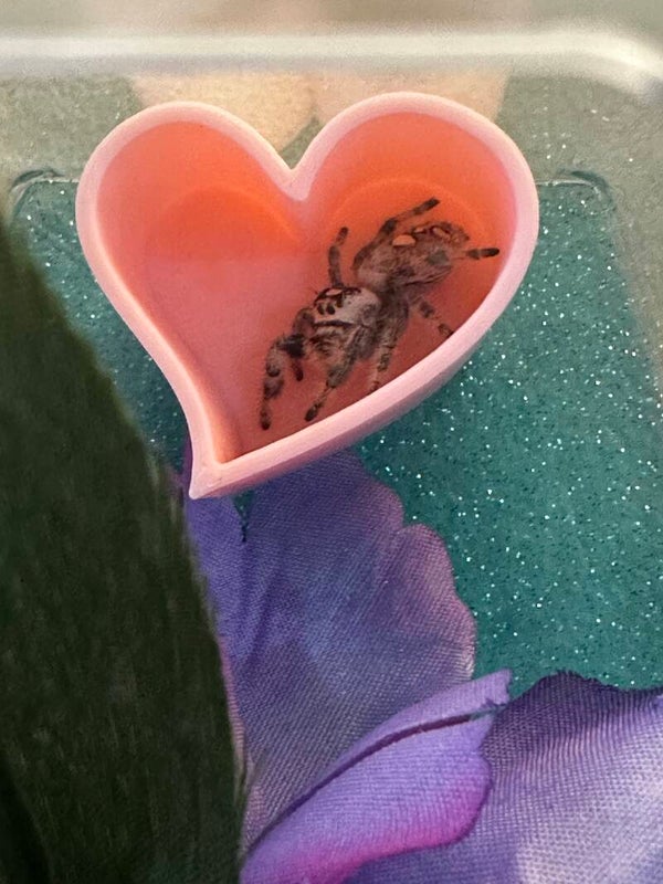 Magnetic Heart hide