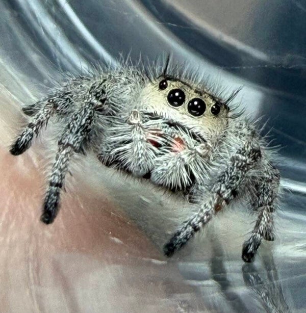 13A: subadult cream female