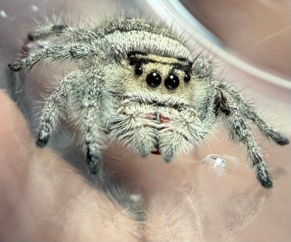 13C: subadult cream female