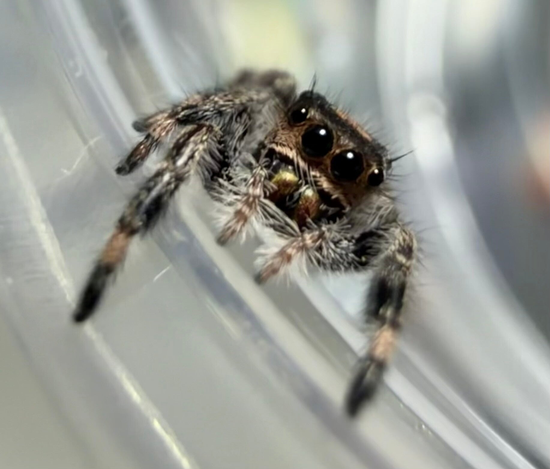 Zara: J-62: i6 female juvenile