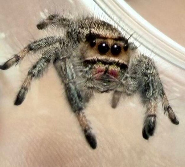 13E: i8 peachy female