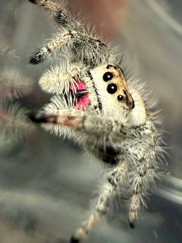 13F: subadult cream female