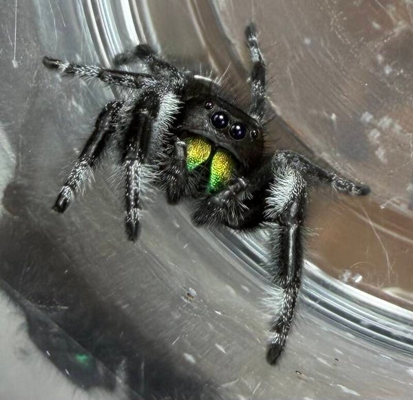 13H: subadult male