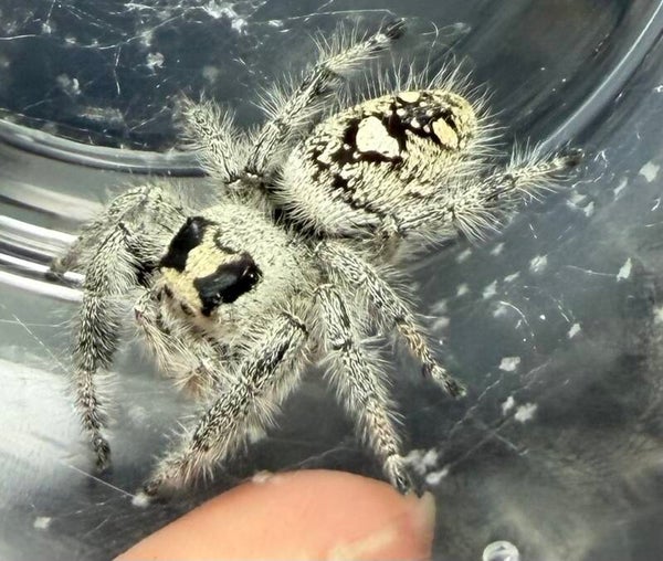 13K: white paired potentially gravid female
