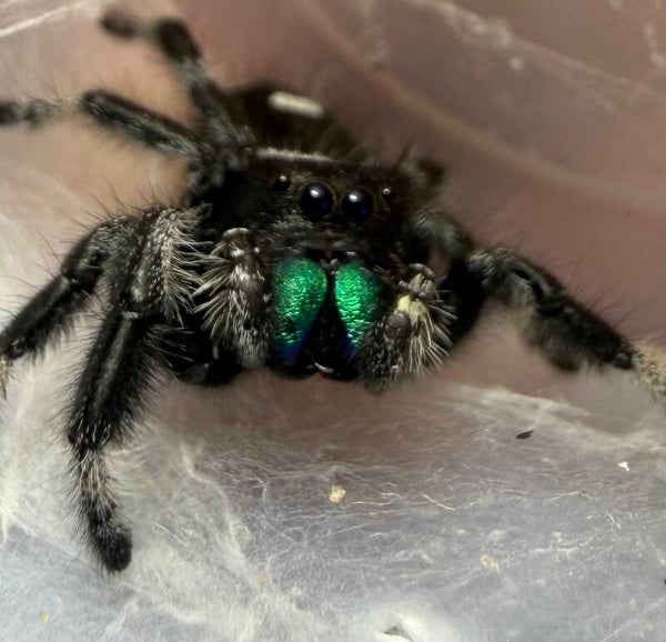 13O: subadult male