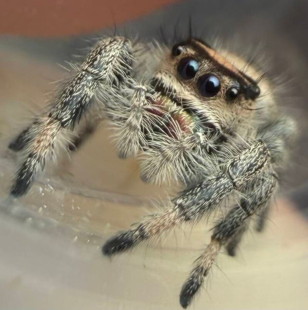 39A: i7 female from darker mom