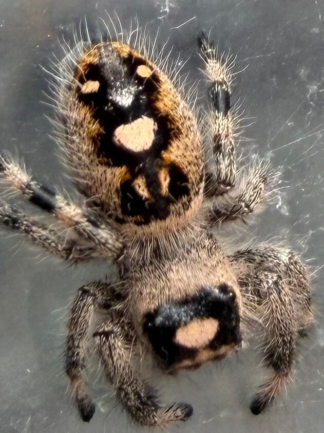 39B: i7 dark/orangey female