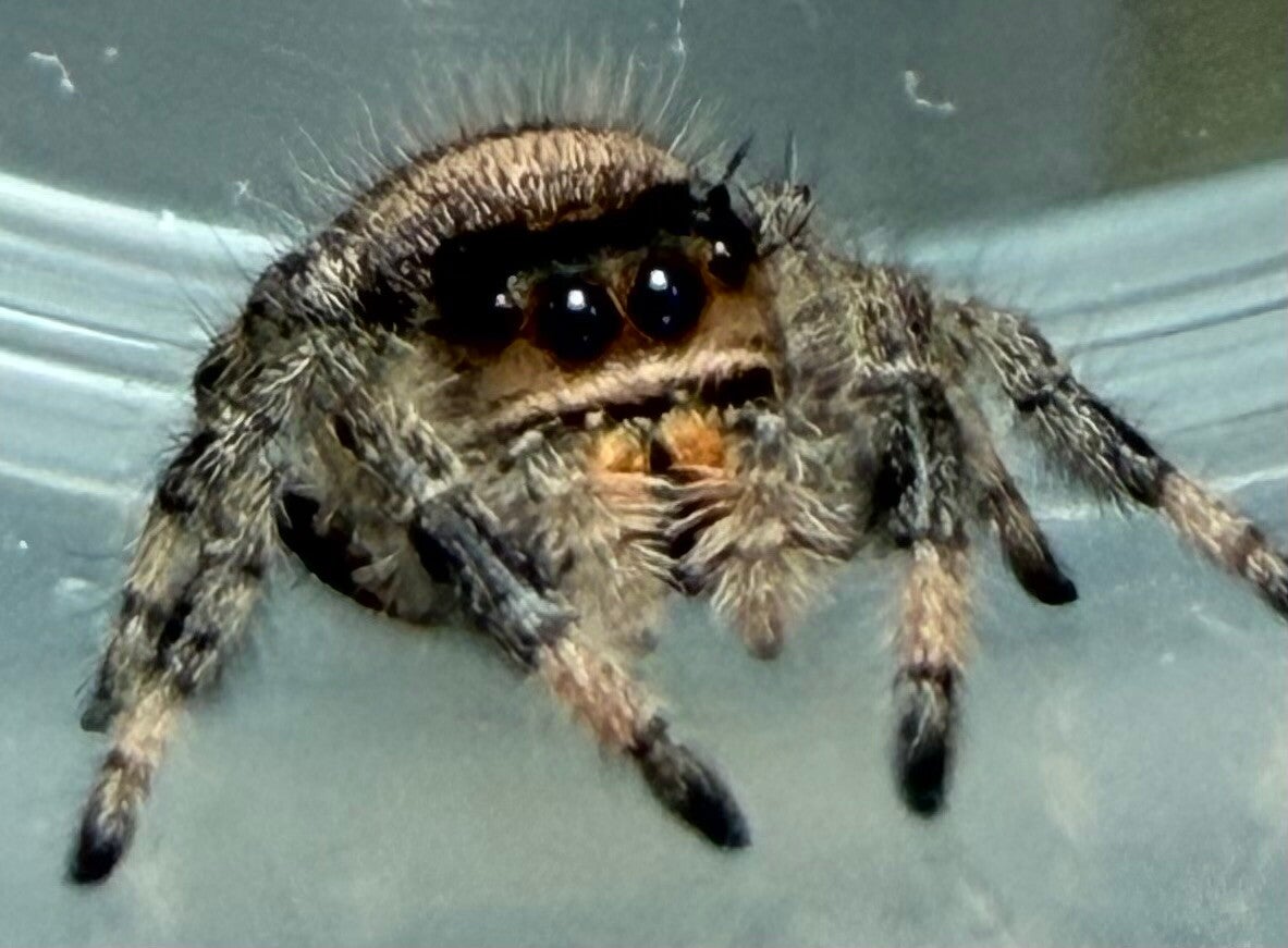 14C: i7/i8 brown female