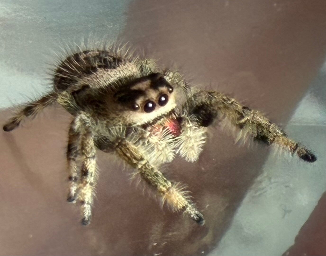 14E: i8 apalachicola female