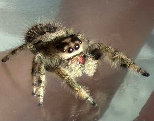 14E: i8 apalachicola female