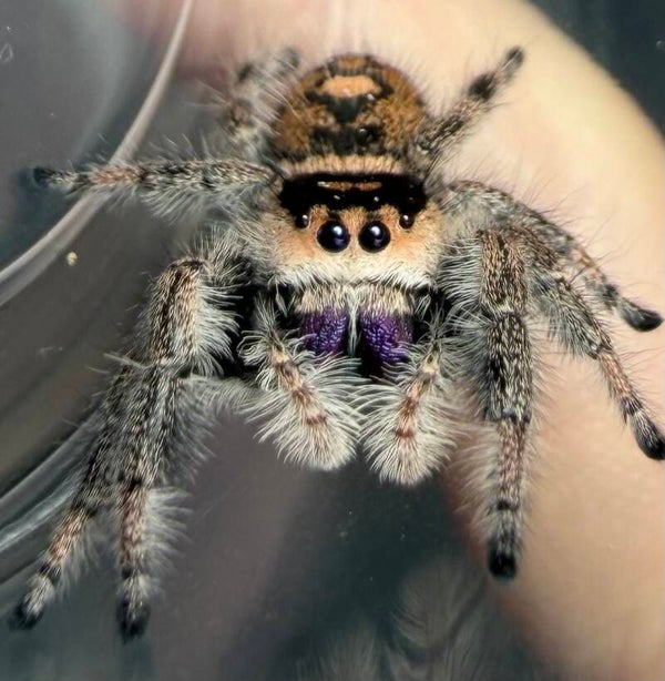 39G: just matured orangey peach female