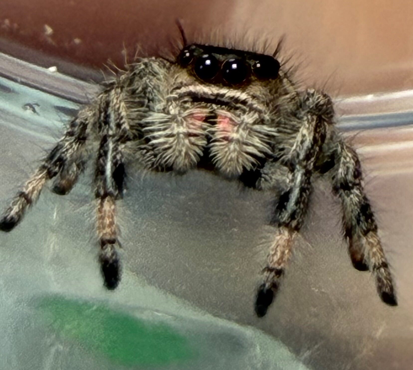 14G: i7/i8 apalachicola female
