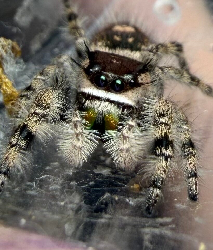 39R: subadult Otiosus suspected female