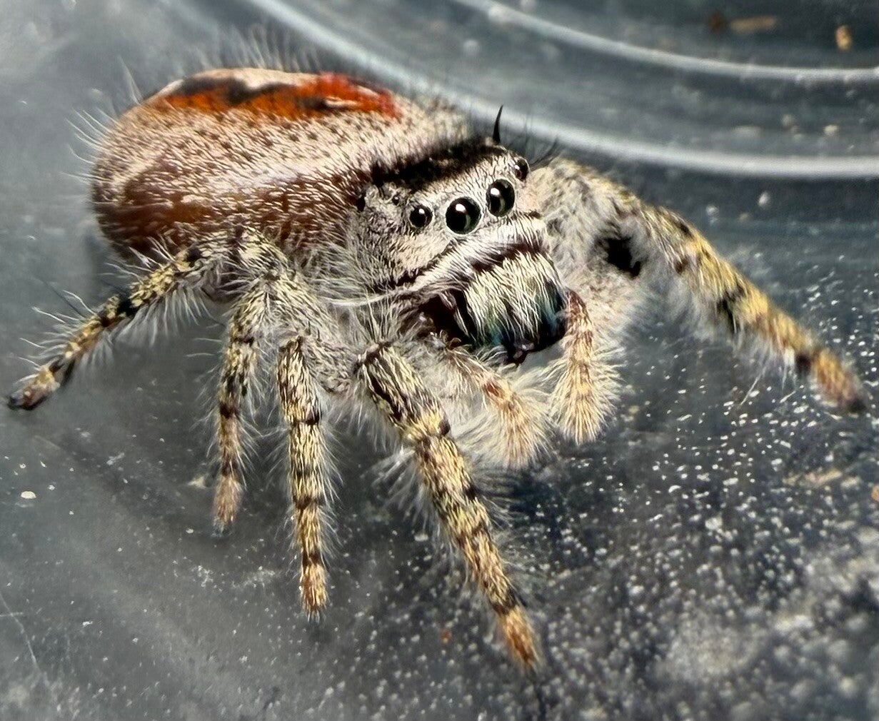 39S: 🍬subadult/mature phid californicus female