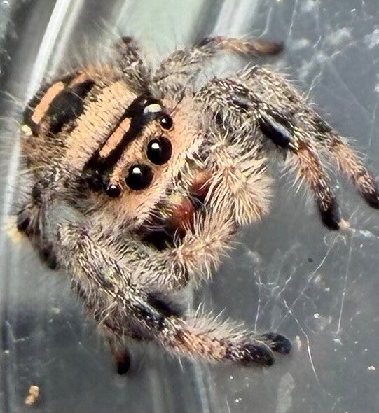 40B: i7 peachy female