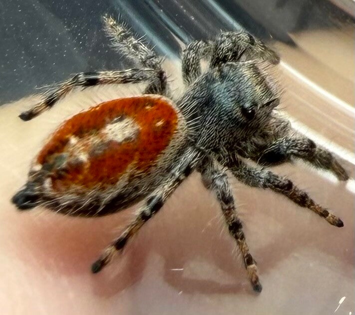 Adumbratus subadult/adult male