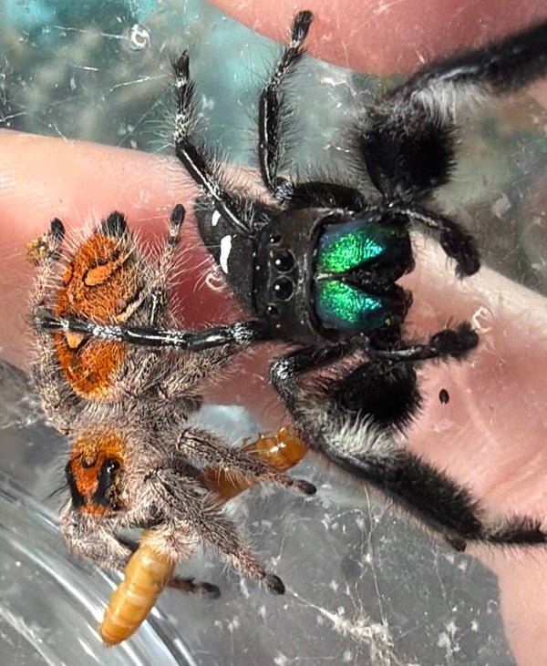 15R: just paired, Gravid orange female
