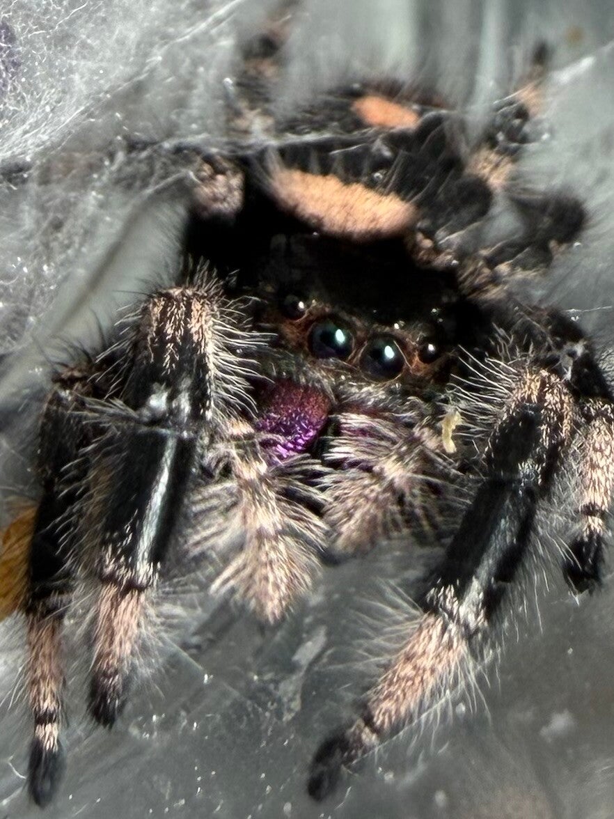 39X: 🎃just matured Halloween colored female