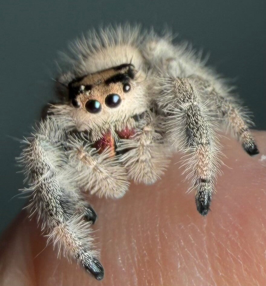 41A: 🍬subadult female from white mom