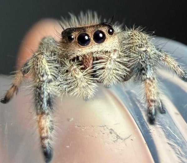 16A: i7 peachy female