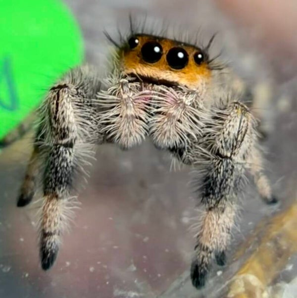 16D: i7 orange female