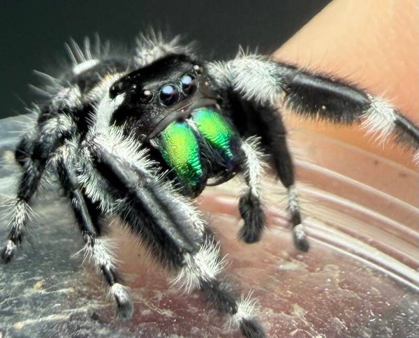 41C: just matured big bend male (calmer)